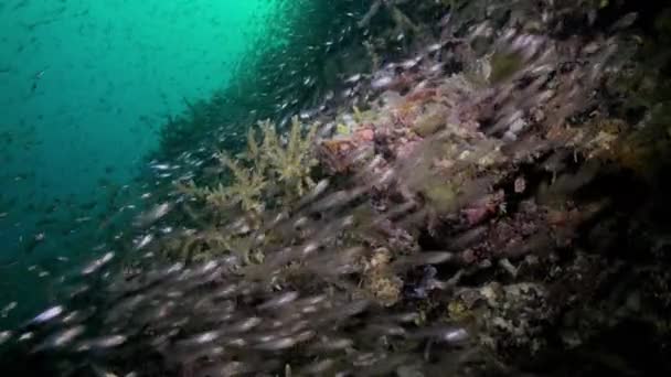 Escuela bandada de peces de vidrio en el arrecife al atardecer. — Vídeo de stock