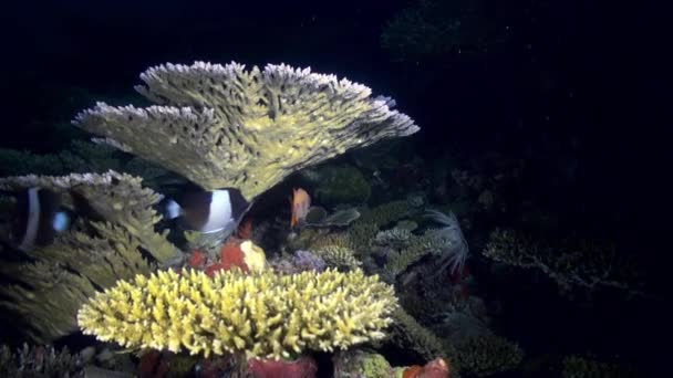 Подводный пейзаж моря кораллового рифа ночью. — стоковое видео