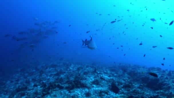 Tiburón nada en el borde del arrecife en busca de comida. — Vídeos de Stock