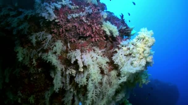 Biljetter av färgglada mjuk korall på rev i havet. — Stockvideo