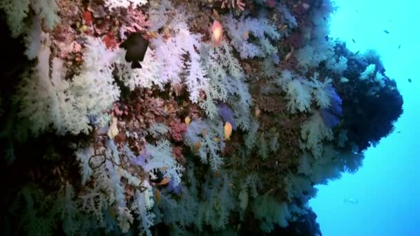 Espesores de coral suave colorido en el arrecife en el océano. — Vídeo de stock