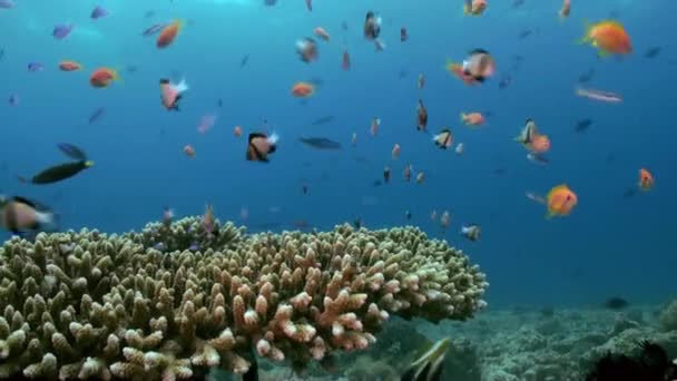 Escuela de peces tropicales pequeños multicolores en el arrecife — Vídeo de stock