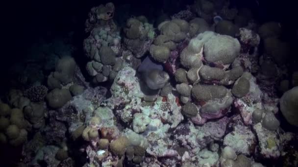 Большой мурей плавает на рифе в поисках пищи . — стоковое видео
