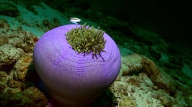 Anemon ve palyaço balık deniz tabanı üzerinde geceleri.