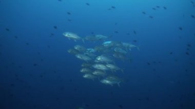 Resif te geceleri yiyecek arayan büyük aç ton balığı