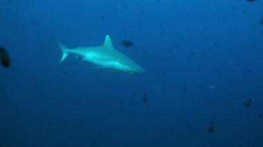 Köpekbalığı yiyecek aramak için resifin kenarında yüzer..