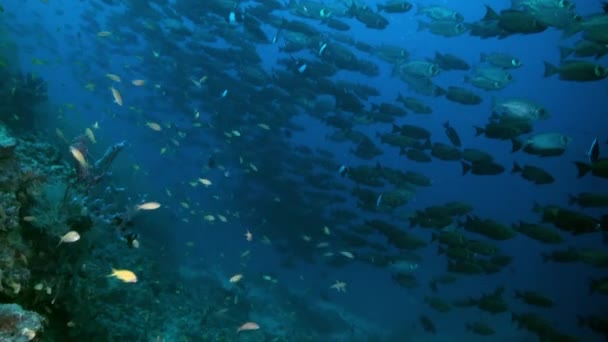 Escola de peixes tropicais em recife em busca de comida. — Vídeo de Stock