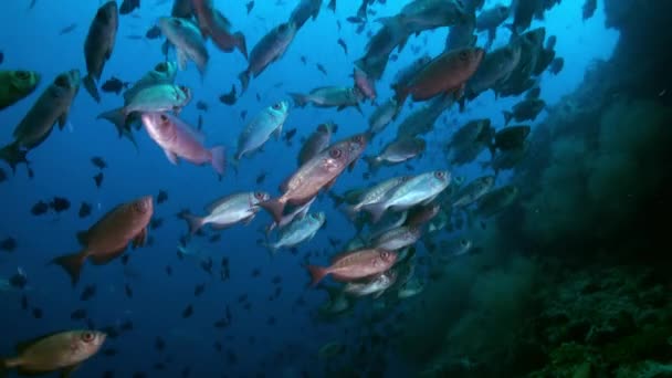 Escola de peixes tropicais em recife em busca de comida. — Vídeo de Stock