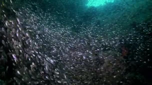 Szkolne stado ryb szklanych na rafie o zmierzchu. — Wideo stockowe