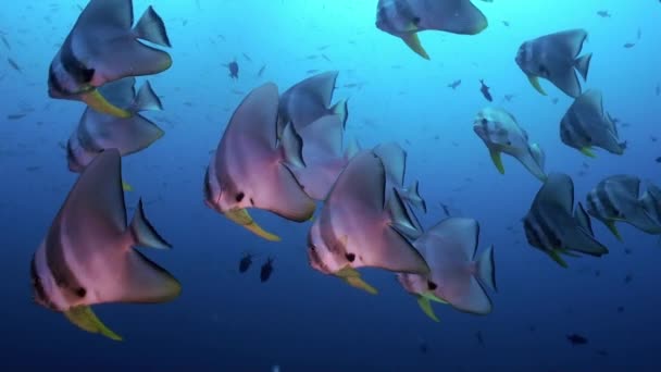 School Flock Butterfly fish on reef at dusk. — Stok Video