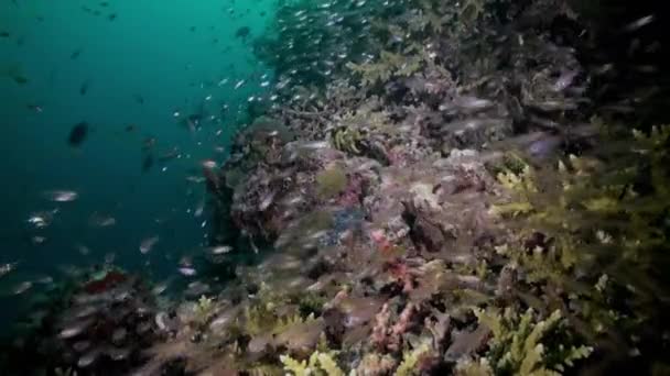 Шкільна зграя скляної риби на рифі в сутінках . — стокове відео