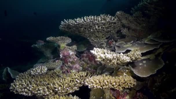 Geceleri mercan resifleri sualtı manzarası denizi. — Stok video