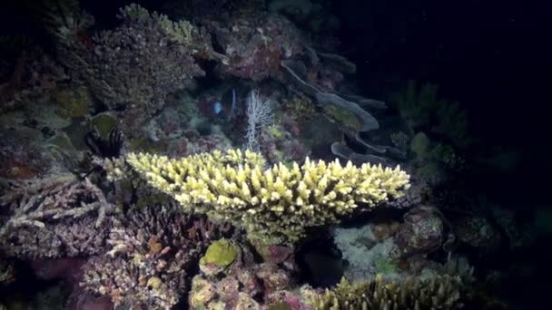밤에는 해저에 떠 있는 산호초의 바다. — 비디오