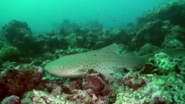 Tiburón nada en el borde del arrecife en busca de comida. — Vídeos de Stock