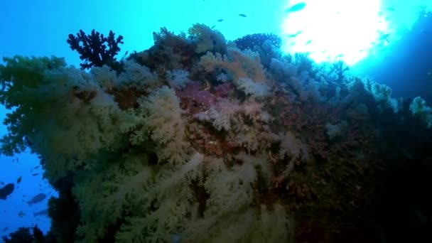Πυκνά πολύχρωμα μαλακά κοράλλια στον ύφαλο στον ωκεανό. — Αρχείο Βίντεο
