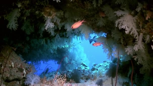 Espesores de coral suave colorido en el arrecife en el océano. — Vídeos de Stock