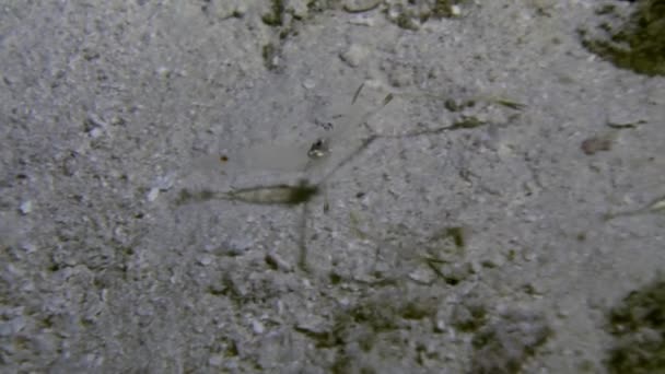 Camarão limpador transparente no fundo arenoso . — Vídeo de Stock