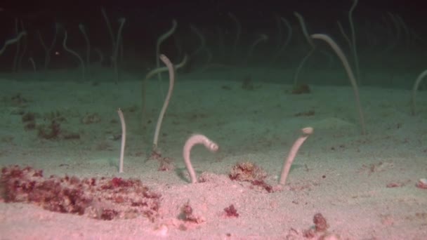 Las anguilas de jardín se alimentan en la columna de agua por la noche . — Vídeos de Stock