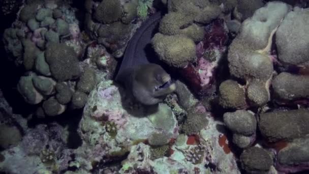 Μεγάλο moray κολυμπούν στον ύφαλο σε αναζήτηση τροφής. — Αρχείο Βίντεο