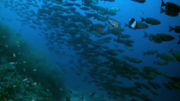 Escuela de peces tropicales en arrecife en busca de comida. — Vídeo de stock