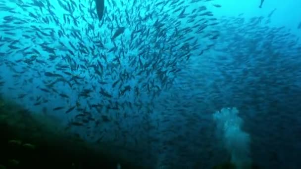 Scuola di pesci tropicali sulla barriera corallina in cerca di cibo. — Video Stock