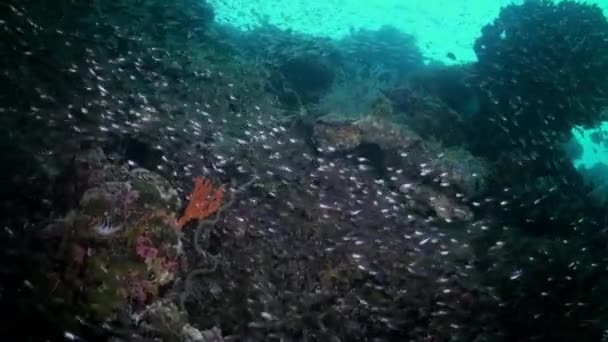 Школьное стадо стеклянной рыбы на рифе в сумерках. — стоковое видео