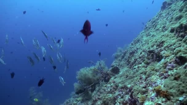 Troupeau d'écoliers Poisson papillon sur le récif au crépuscule . — Video