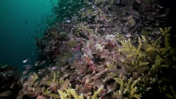 Troupeau scolaire de poissons de verre sur le récif au crépuscule. — Video