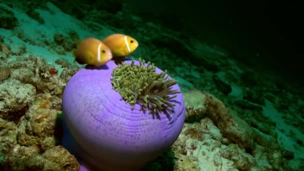 Anemonen en clown vis in de nacht op de zeebodem. — Stockvideo