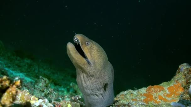 Stora moray simma på revet på jakt efter mat. — Stockvideo