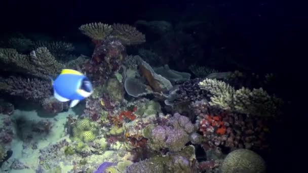 Schmetterlingsfische nachts auf der Suche nach Nahrung am Riff. — Stockvideo