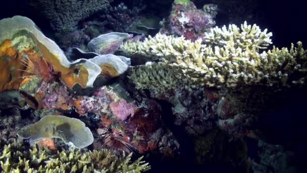 Paisagem subaquática mar de recife de coral à noite. — Vídeo de Stock