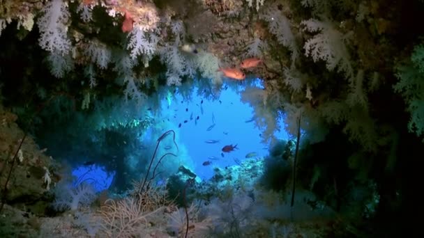 海のサンゴ礁上のカラフルな柔らかいサンゴの厚さ. — ストック動画