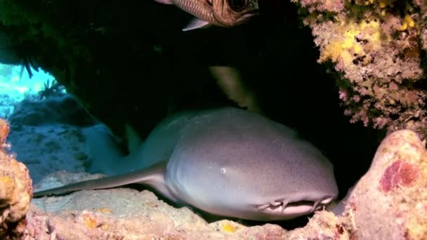 ラグーンの海のサンゴ礁のサメが眠っています。. — ストック動画