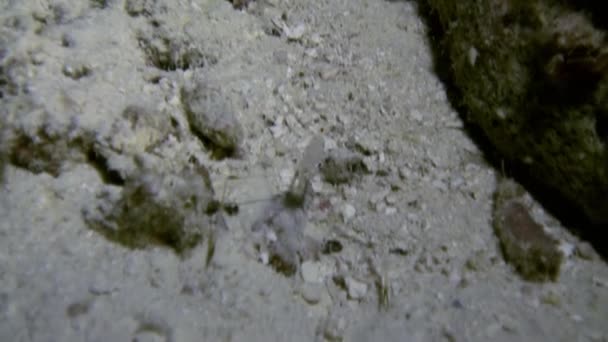 Genomskinliga renare räkor på sandbotten. — Stockvideo