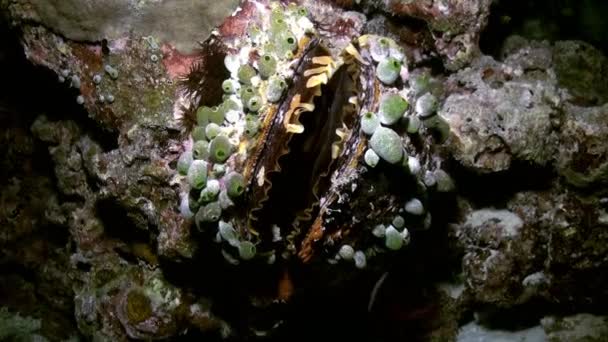 Amêijoa Tridacna maxima. Vida marinha subaquática . — Vídeo de Stock