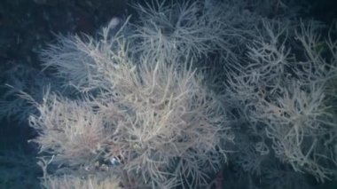 Okyanustaki resifteki renkli yumuşak mercan çalılıkları.