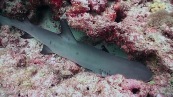 Köpekbalığı yiyecek aramak için resifin kenarında yüzer.. — Stok video