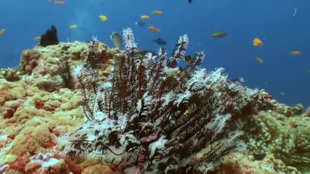 食料を求めてサンゴ礁で黒海クリノイドの夜 — ストック動画