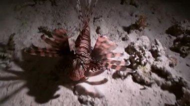 Resif Kızıldeniz'de Akrep balığı Akrep Fishe gece