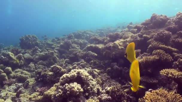 Onderwater landschap van koraalrif. Rode Zee. — Stockvideo