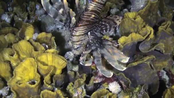 Scorpionfishe Scorpion Fishe night on reef Red Sea — Stock Video