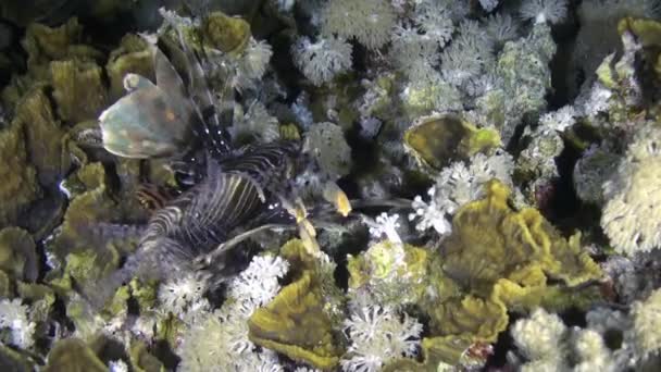 Scorpionfishe Skorpion Fishe natt på Reef Röda havet — Stockvideo