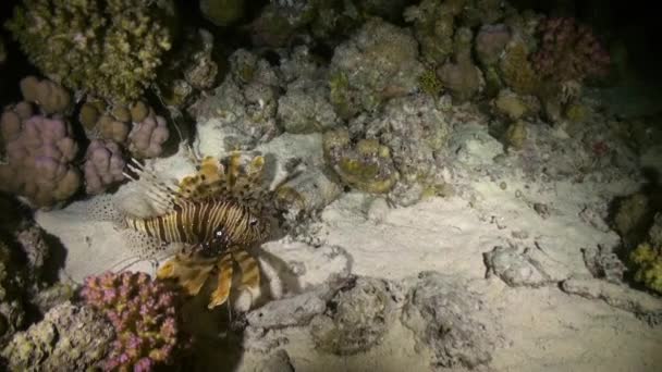 Scorpionfishe Scorpione Fishe notte sulla barriera corallina Mar Rosso — Video Stock