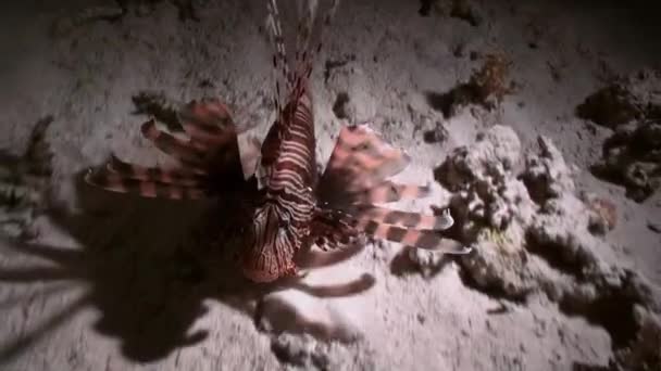 Scorpionfishe Scorpione Fishe notte sulla barriera corallina Mar Rosso — Video Stock