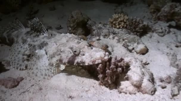 Cocodrilo Peces noche en el arrecife Mar Rojo buscar alimentos . — Vídeo de stock