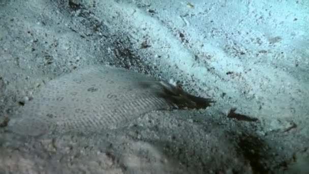 夜の紅海の砂底のヒラメ. — ストック動画