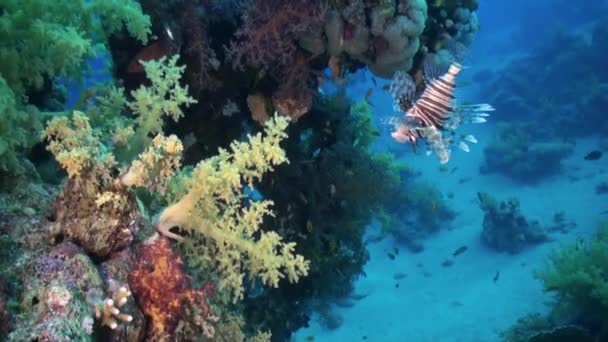 Scorpionfishe Schorpioen Fishe op Reef rode zee — Stockvideo
