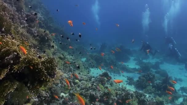 Paesaggio subacqueo di barriera corallina. Mar Rosso . — Video Stock