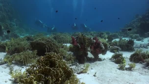 Paisaje submarino de arrecife de coral. Mar Rojo . — Vídeos de Stock